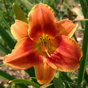 Avante Garde Daylily from Oakes Daylilies