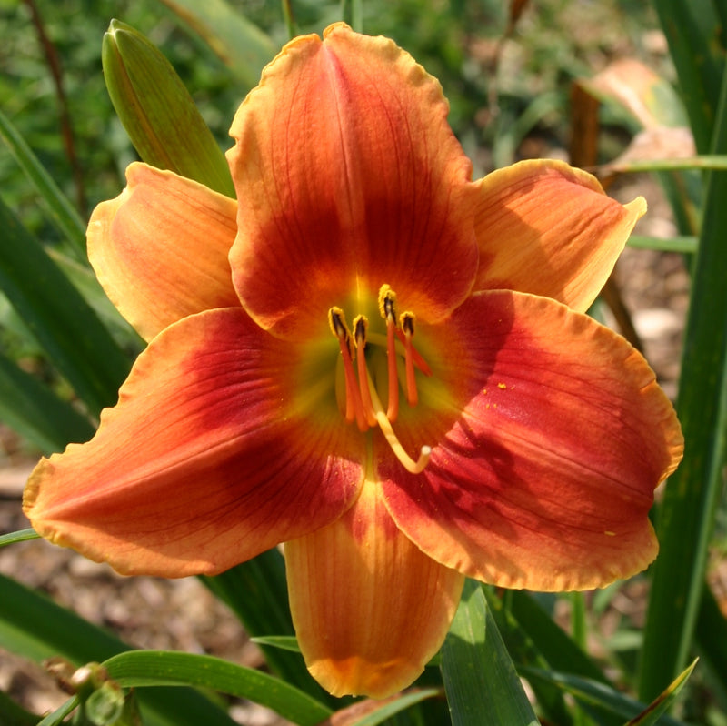 Avante Garde Daylily from Oakes Daylilies