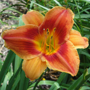 Avante Garde Daylily from Oakes Daylilies