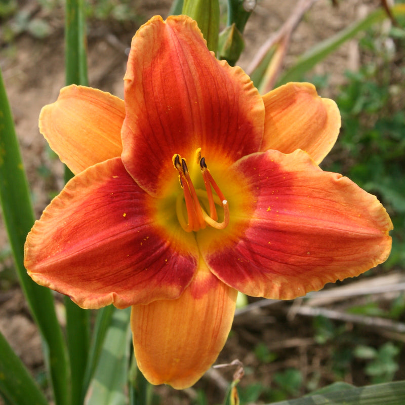 Avante Garde Daylily from Oakes Daylilies
