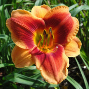 Avante Garde Daylily from Oakes Daylilies
