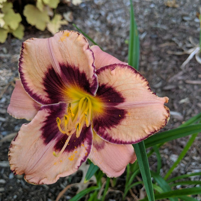 Awesome Blossom Daylily from Oakes Daylilies