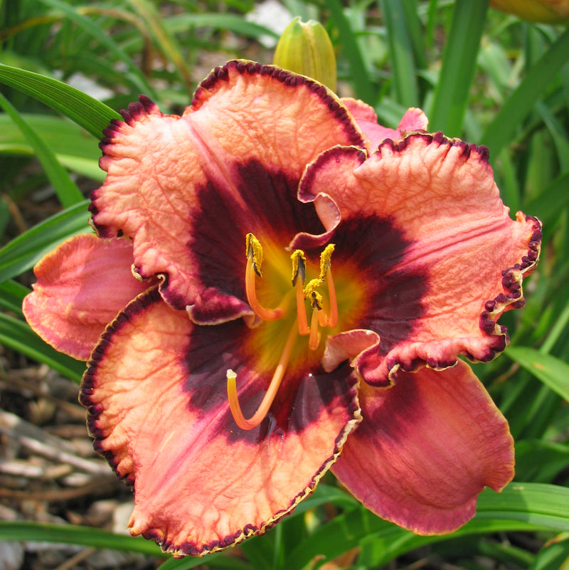 Awesome Blossom Daylily from Oakes Daylilies