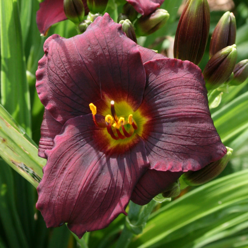 Baby Bear Daylily from Oakes Daylilies