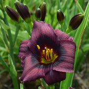 Baby Bear Daylily from Oakes Daylilies