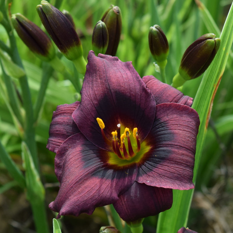 Baby Bear Daylily from Oakes Daylilies