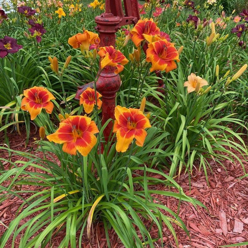Back Draft Daylily | Bright Bright Bright | Oakes Daylilies