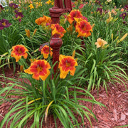 Back Draft Daylily from Oakes Daylilies