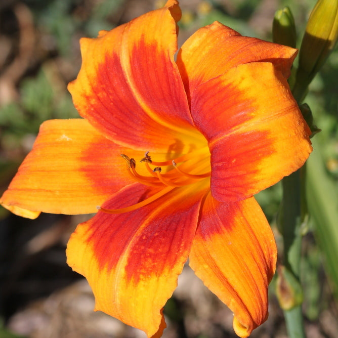 Back Draft Daylily | Bright Bright Bright | Oakes Daylilies