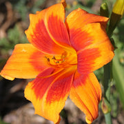 Back Draft Daylily from Oakes Daylilies