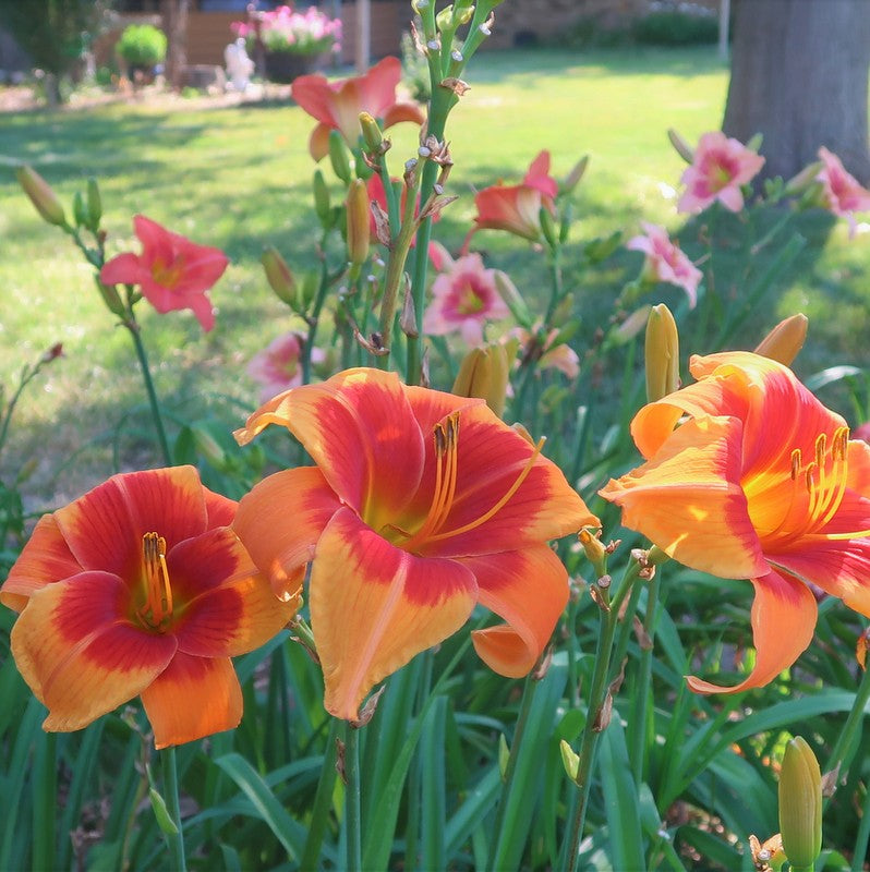 Back Draft Daylily from Oakes Daylilies