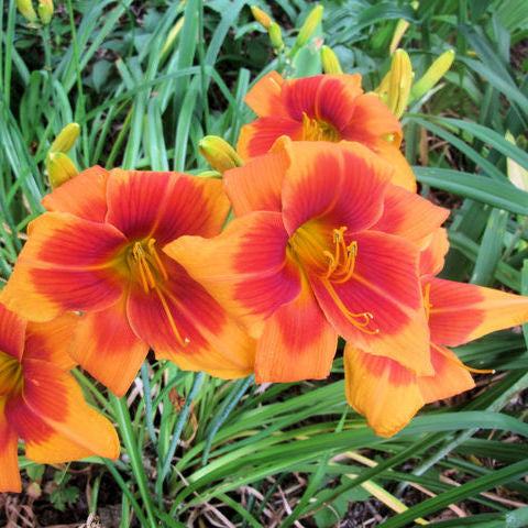 Back Draft Daylily | Bright Bright Bright | Oakes Daylilies