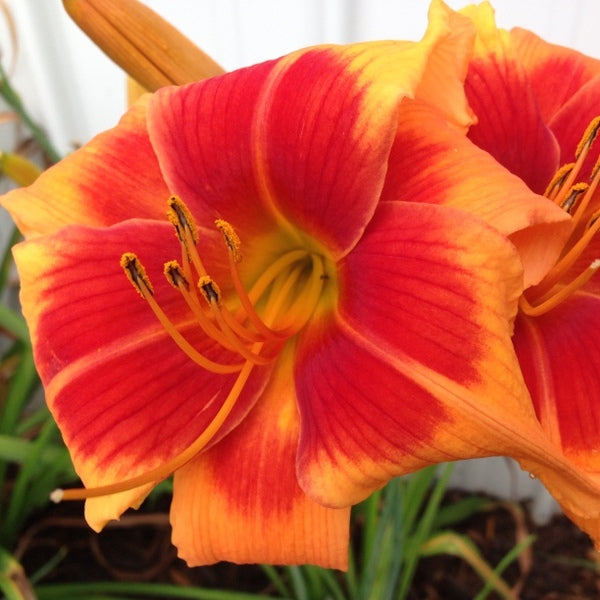 Back Draft Daylily from Oakes Daylilies