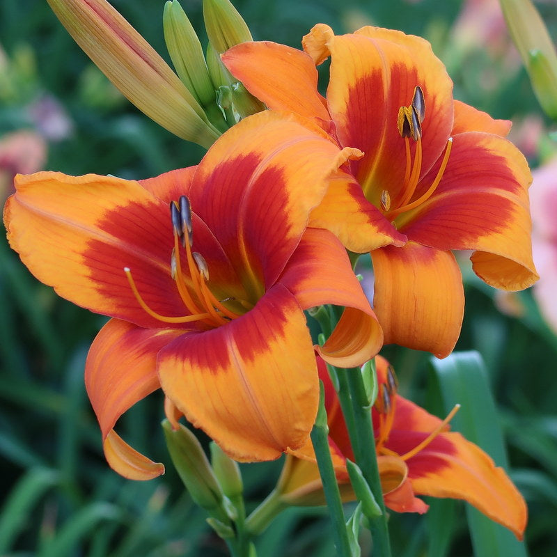 day lily cut flower Back Draft Daylily | Bright Bright Bright