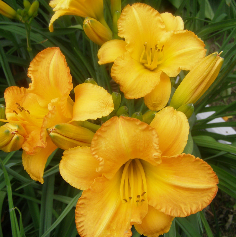 Bahama Butterscotch Daylily from Oakes Daylilies