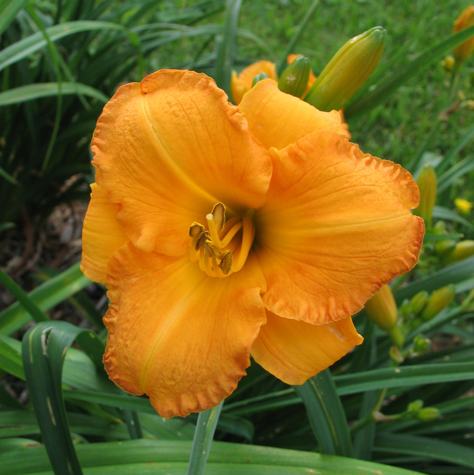 Bahama Butterscotch Daylily | Refreshing Color |Oakes Daylilies