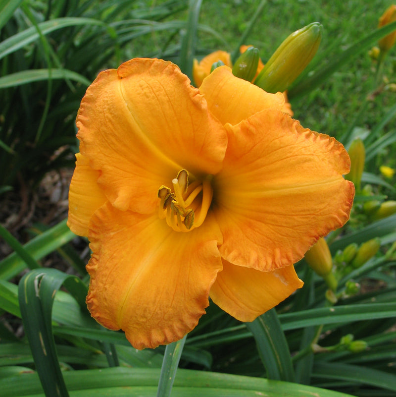 Bahama Butterscotch Daylily from Oakes Daylilies