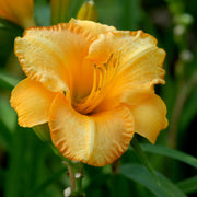 Bahama Butterscotch Daylily from Oakes Daylilies