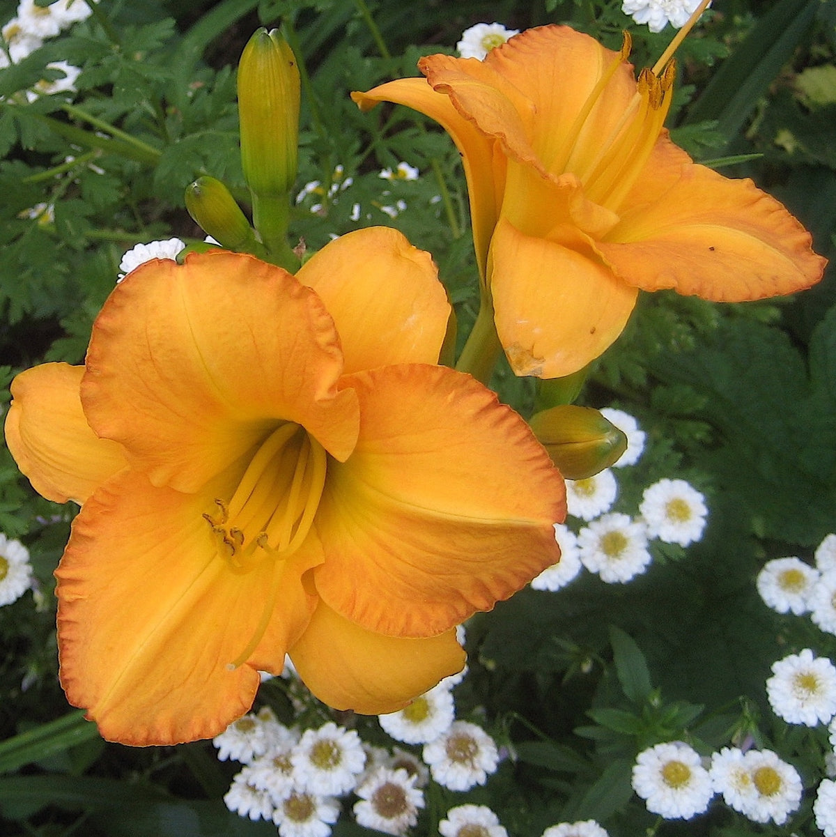 Bahama Butterscotch Daylily | Refreshing Color |Oakes Daylilies