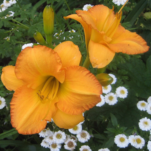 Bahama Butterscotch Daylily from Oakes Daylilies
