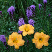 Bahama Butterscotch Daylily from Oakes Daylilies