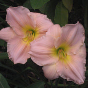 Barbara Mitchell Daylily from Oakes Daylilies