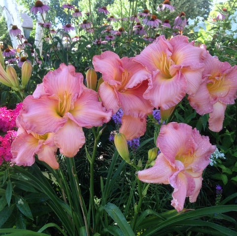 Barbara Mitchell Daylily from Oakes Daylilies