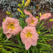 Barbara Mitchell Daylily from Oakes Daylilies