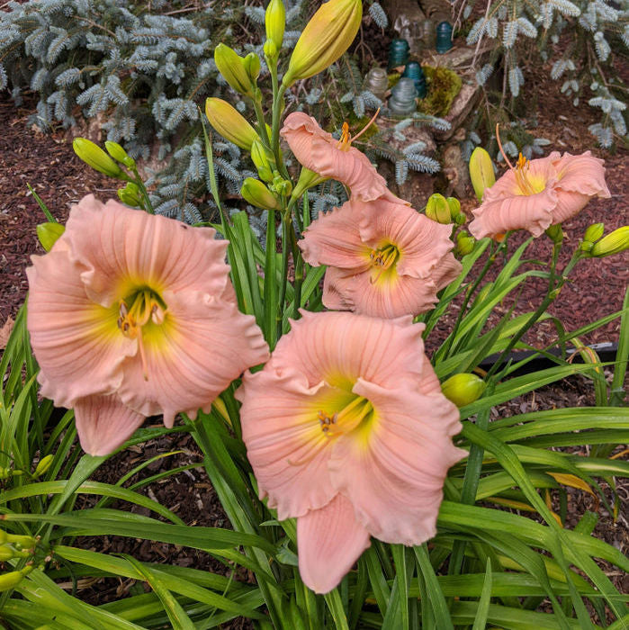 Barbara Mitchell Daylily from Oakes Daylilies