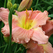 Barbara Mitchell Daylily from Oakes Daylilies