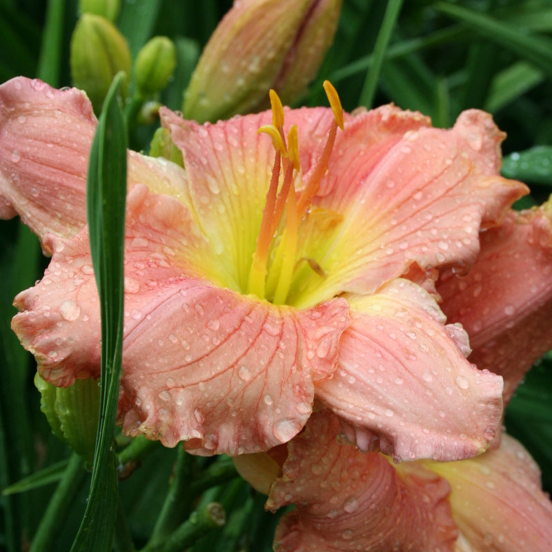 Barbara Mitchell Daylily from Oakes Daylilies
