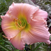 Barbara Mitchell Daylily from Oakes Daylilies