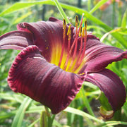 Barbary Corsair Daylily from Oakes Daylilies