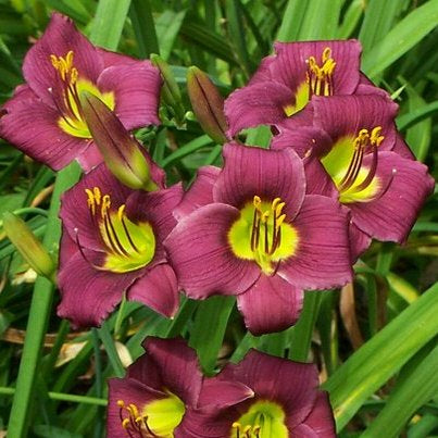 Barbary Corsair Daylily from Oakes Daylilies