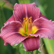 Barbary Corsair Daylily from Oakes Daylilies