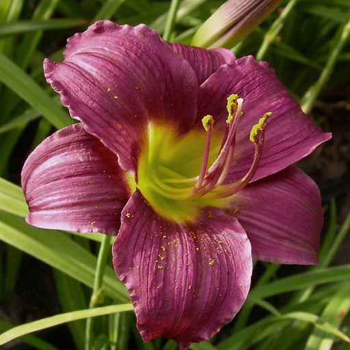 Barbary Corsair Daylily from Oakes Daylilies