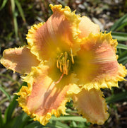 Bass Gibson Daylily from Oakes Daylilies