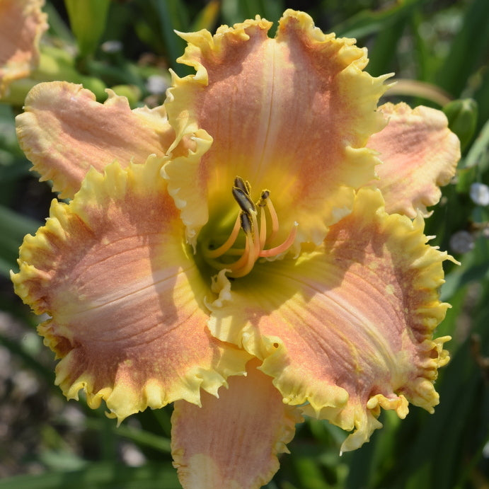 Bass Gibson Daylily | Striking Toothed Edge | Oakes Daylilies
