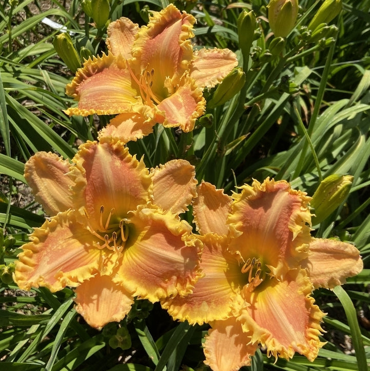 Bass Gibson Daylily | Striking Toothed Edge | Oakes Daylilies