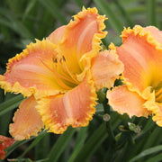 Bass Gibson Daylily from Oakes Daylilies