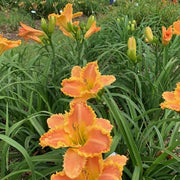 Bass Gibson Daylily from Oakes Daylilies
