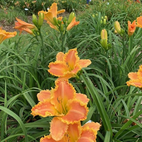 Bass Gibson Daylily from Oakes Daylilies
