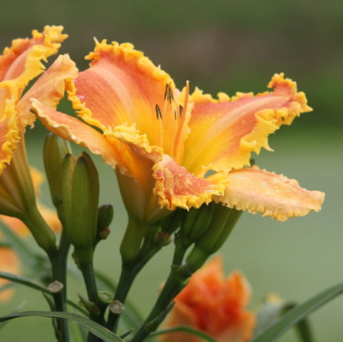 Bass Gibson Daylily from Oakes Daylilies