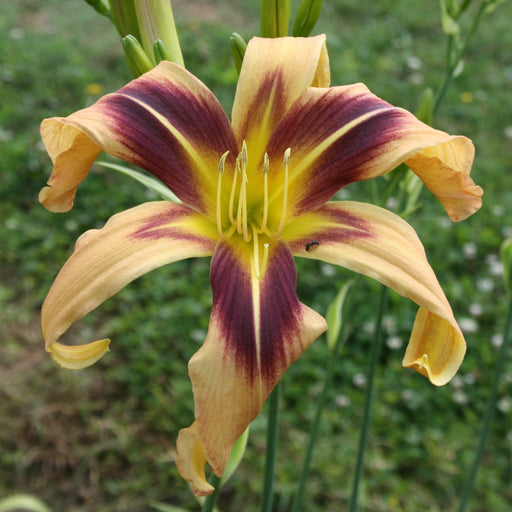Bat Signal Daylily from Oakes Daylilies