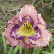 Beach Party Pedicure Daylily from Oakes Daylilies
