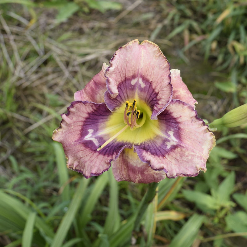 Beach Party Pedicure Daylily from Oakes Daylilies