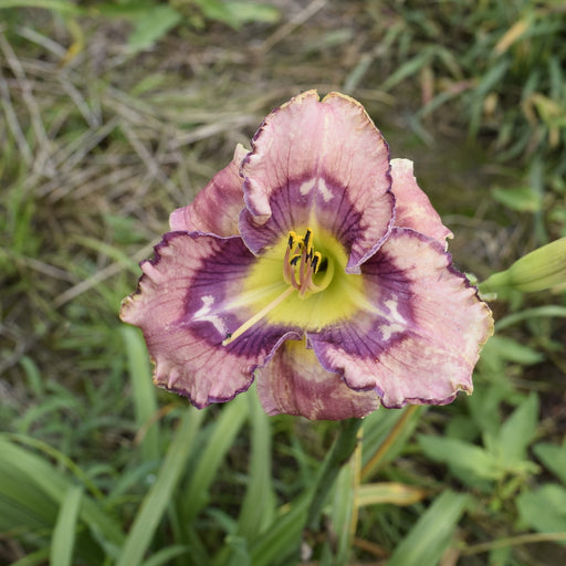 Beach Party Pedicure Daylily from Oakes Daylilies