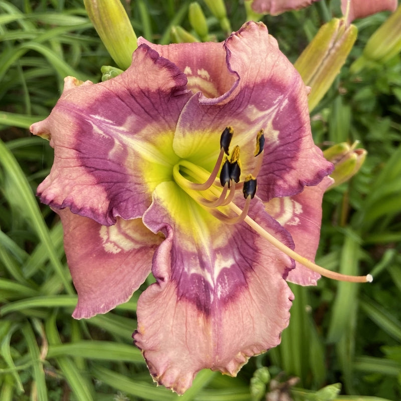 Beach Party Pedicure Daylily from Oakes Daylilies