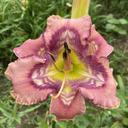 Beach Party Pedicure Daylily from Oakes Daylilies