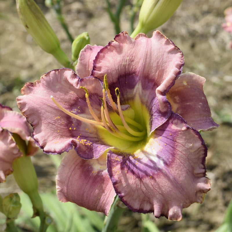Beach Party Pedicure Daylily from Oakes Daylilies